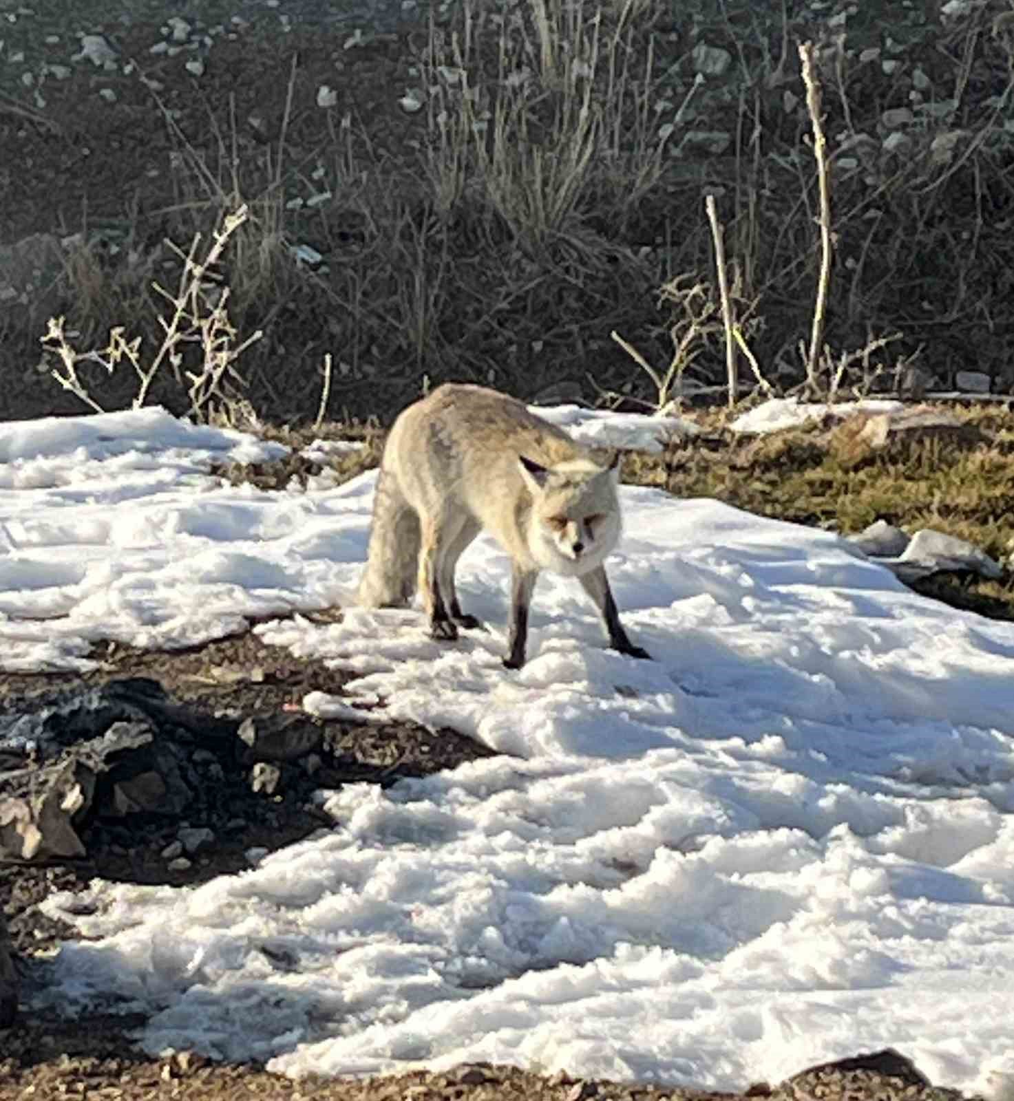 Dağ başında karşılaştıkları tilkiyi beslediler
