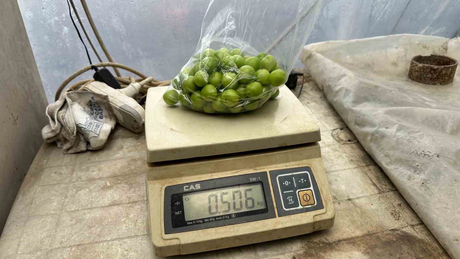 İlk erik hasadı yapıldı, kilosu dudak u&ccedil;uklattı
