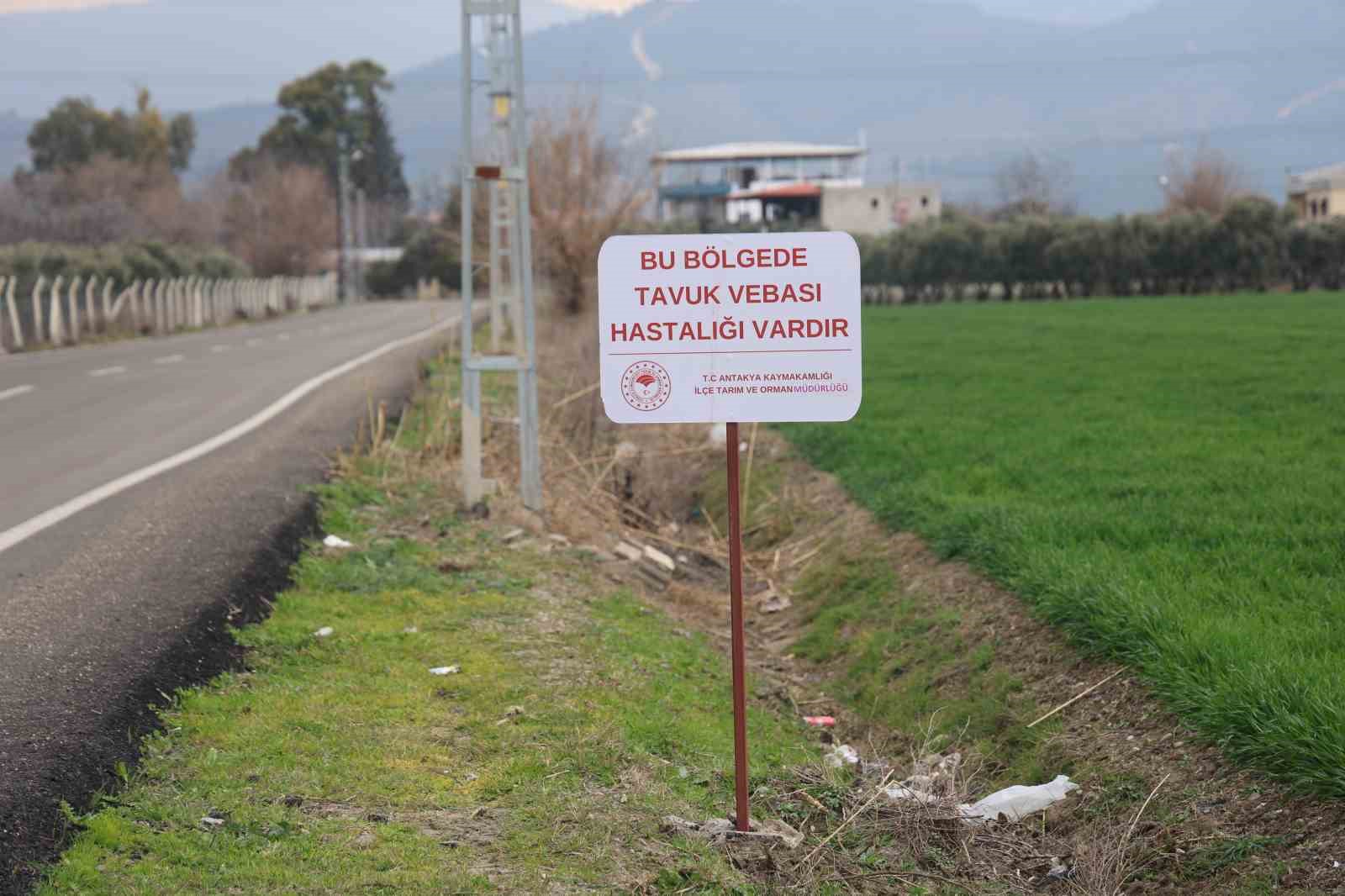Kuş vebası görülen mahallede 338 kanatlı hayvan itilaf edildi