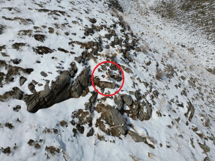 Şırnak’ta karda yiyecek arayan tilki dron ile görüntülendi