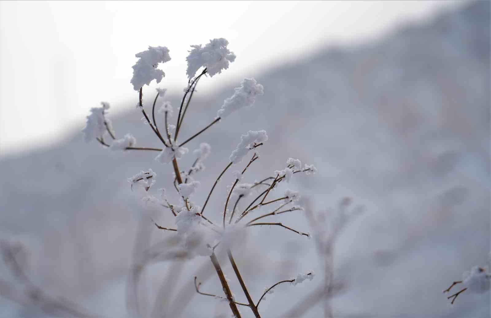 Muş&rsquo;ta kırağı tutan otlar pamuk tarlasını andırıyor

