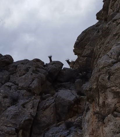Dağların eşsiz tırmanıcıları sürü halinde görüntülendi