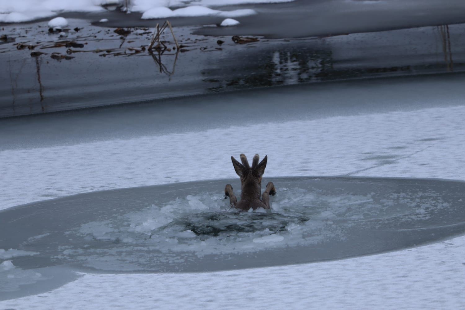 Karacanın zor anları
