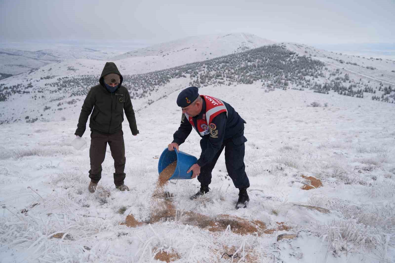 Kırşehir&rsquo;de yaban hayvanları i&ccedil;in yem bırakıldı
