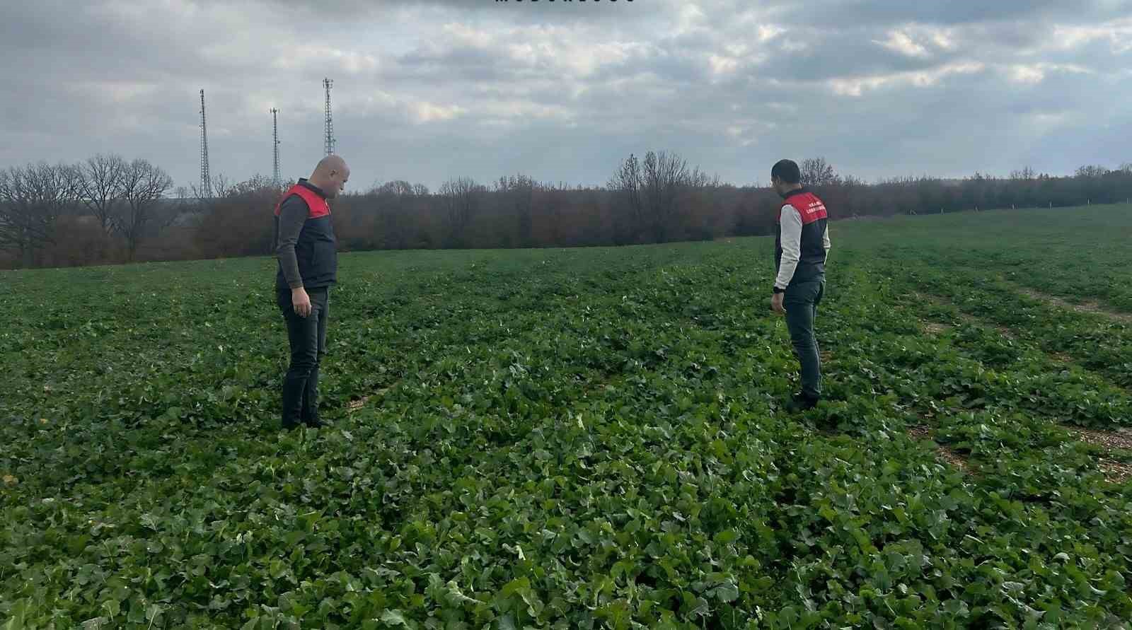 Babaeski’de kanola ekili tarlalar incelendi