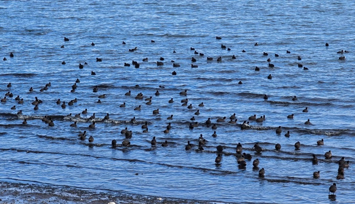 Tatvan’da sakarmeke yoğunluğu