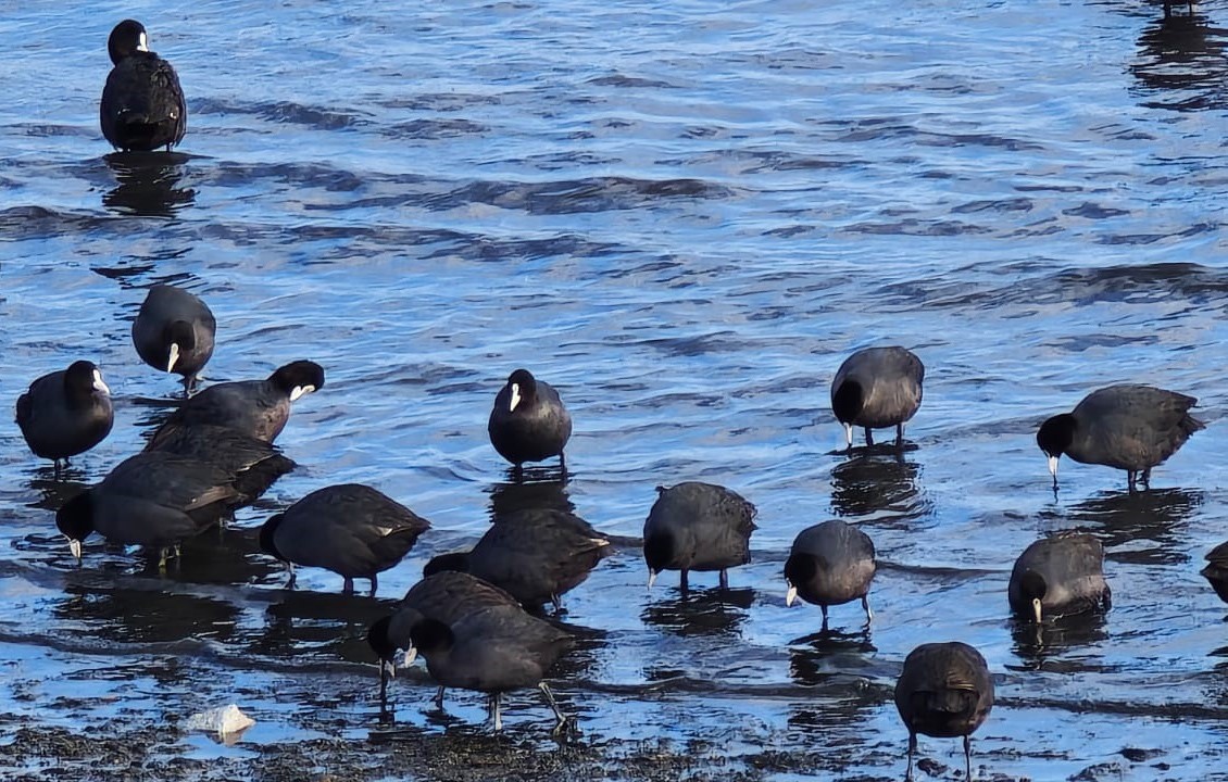 Tatvan&rsquo;da sakarmeke yoğunluğu
