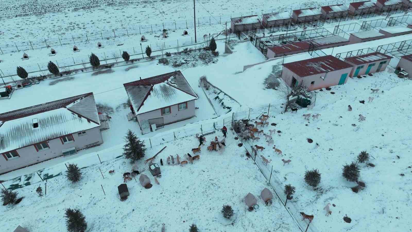 Başkan Ekici: "Sahipsiz köpekler, çevre köyler ve ilçelerden bilinçsizce bırakılıyor’’