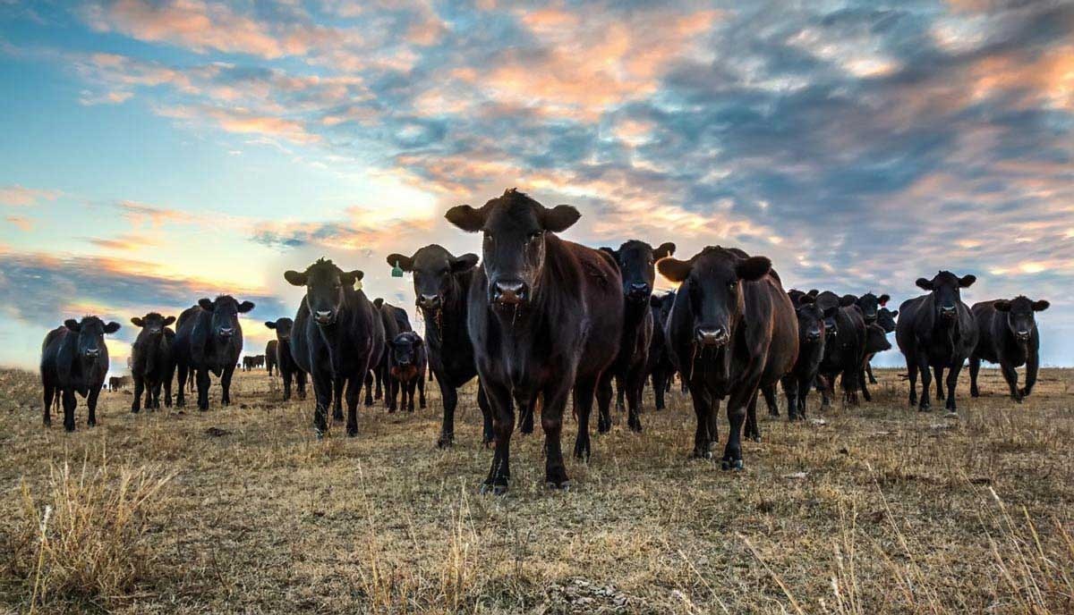 Erzincan&rsquo;da "Kırsalda Bereket, Hayvancılığa Destek Projesi" başvuruları başladı
