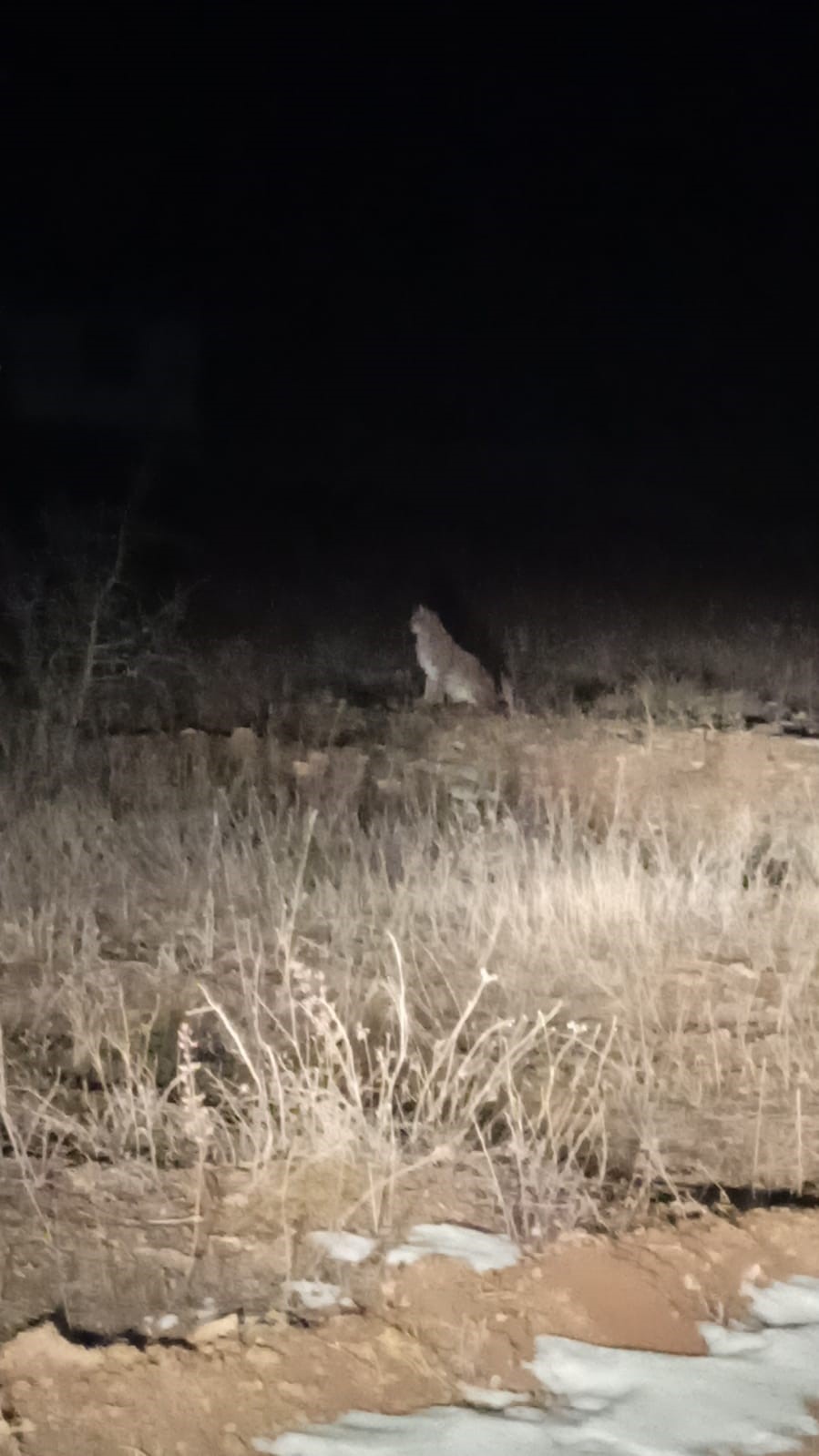 Nesli tehlike altındaki Kafkas Vaşağı gece avlanırken görüntülendi