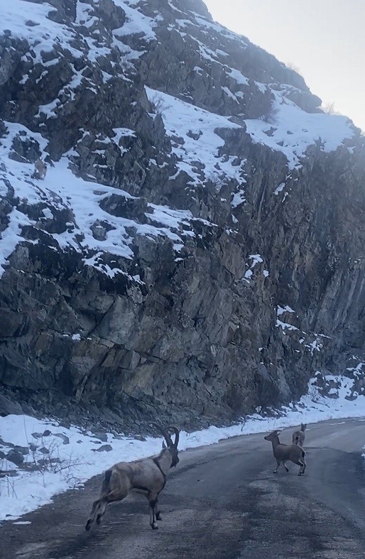 Doğanın uzman tırmanıcıları dağ ke&ccedil;ileri Bayburt&rsquo;un sarp ve dik yama&ccedil;lı dağlarında g&ouml;r&uuml;ld&uuml;
