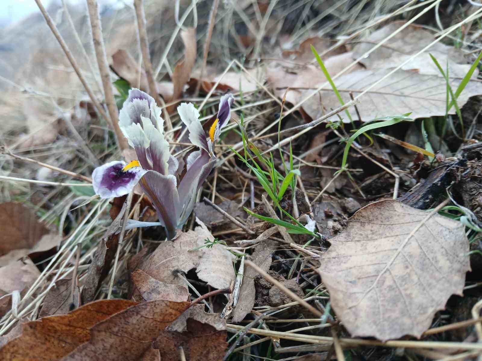 Malatya’da kar yağışı devam ederken Pütürge’de nevruz ve badem ağaçları çiçek açtı