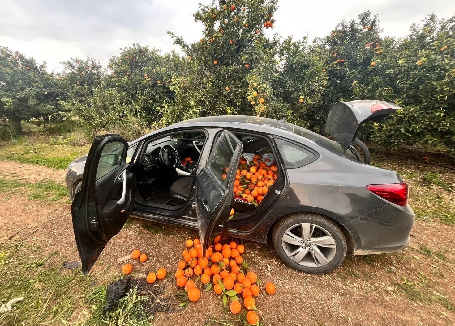 Otomobiliyle portakal çalan şüpheli tutuklandı