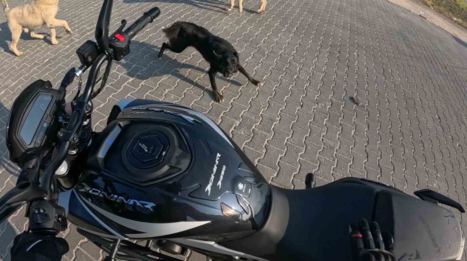 Seyir halindeki motosiklete 3 başıboş k&ouml;peğin saldırı anı kask kamerasına yansıdı
