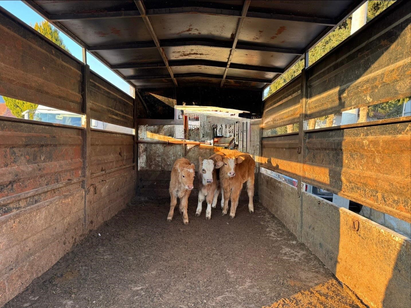 Akhisar&rsquo;da &ccedil;alınıp Bigadi&ccedil;&rsquo;te satılan buzağılar sahibine teslim edildi
