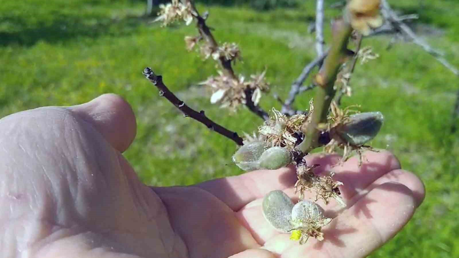 Datça’da mevsimin ilk çağlası çıktı