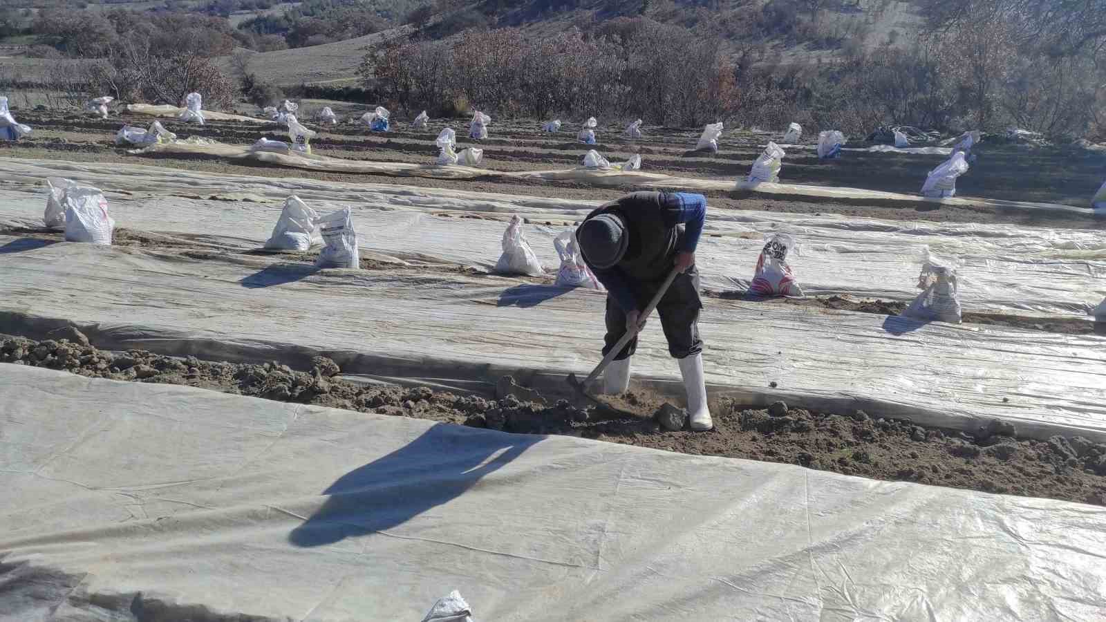 Selendi&rsquo;de &uuml;reticilerin t&uuml;t&uuml;n telaşı başladı
