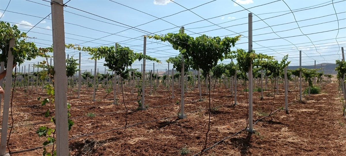 Batman’da devlet desteğiyle modern seracılığın yaygınlaştırılması hedefleniyor