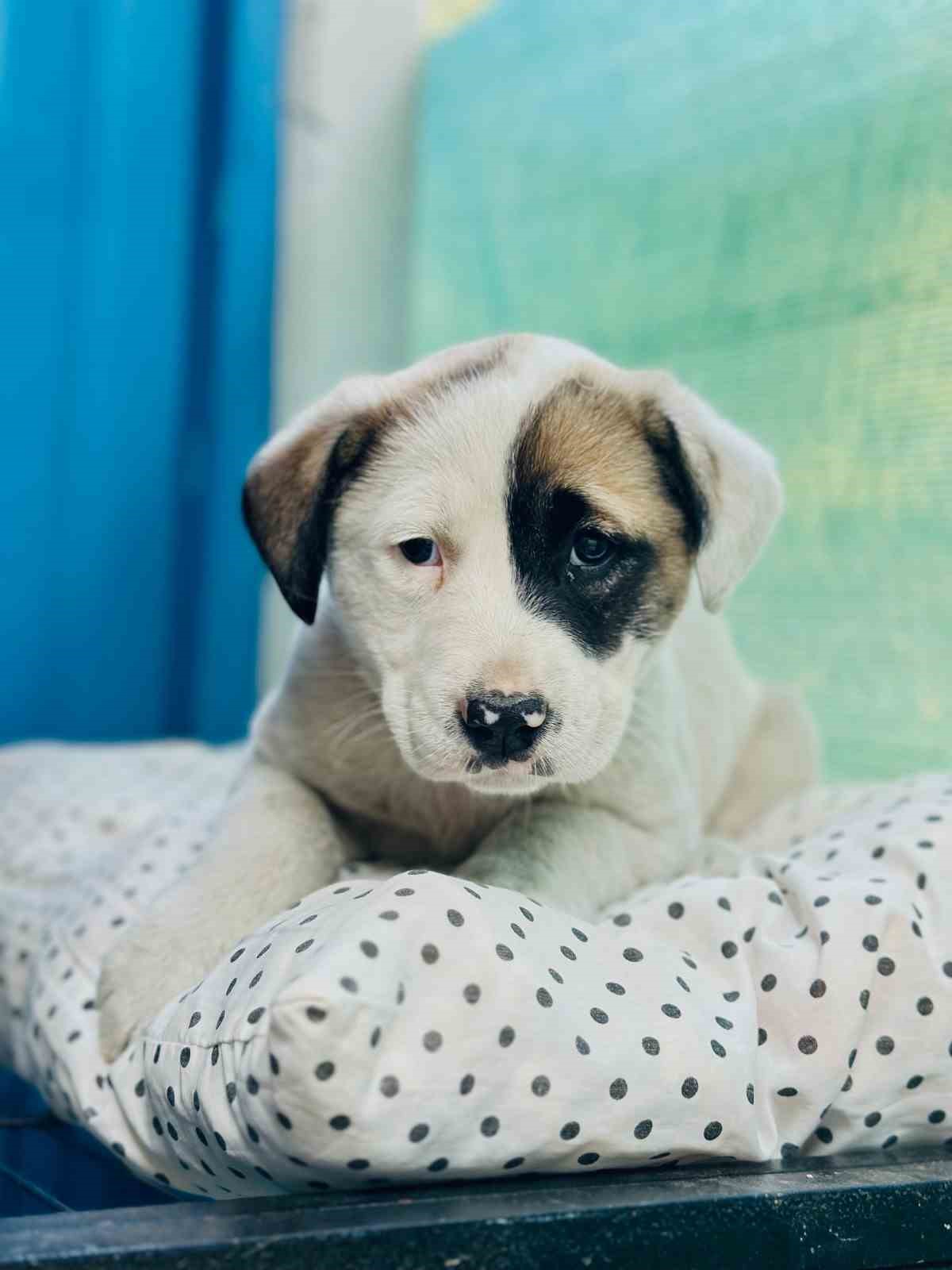 Sahiplenilen hayvanın 1 yıllık muayenesi Yıldırım Belediyesi&rsquo;nden
