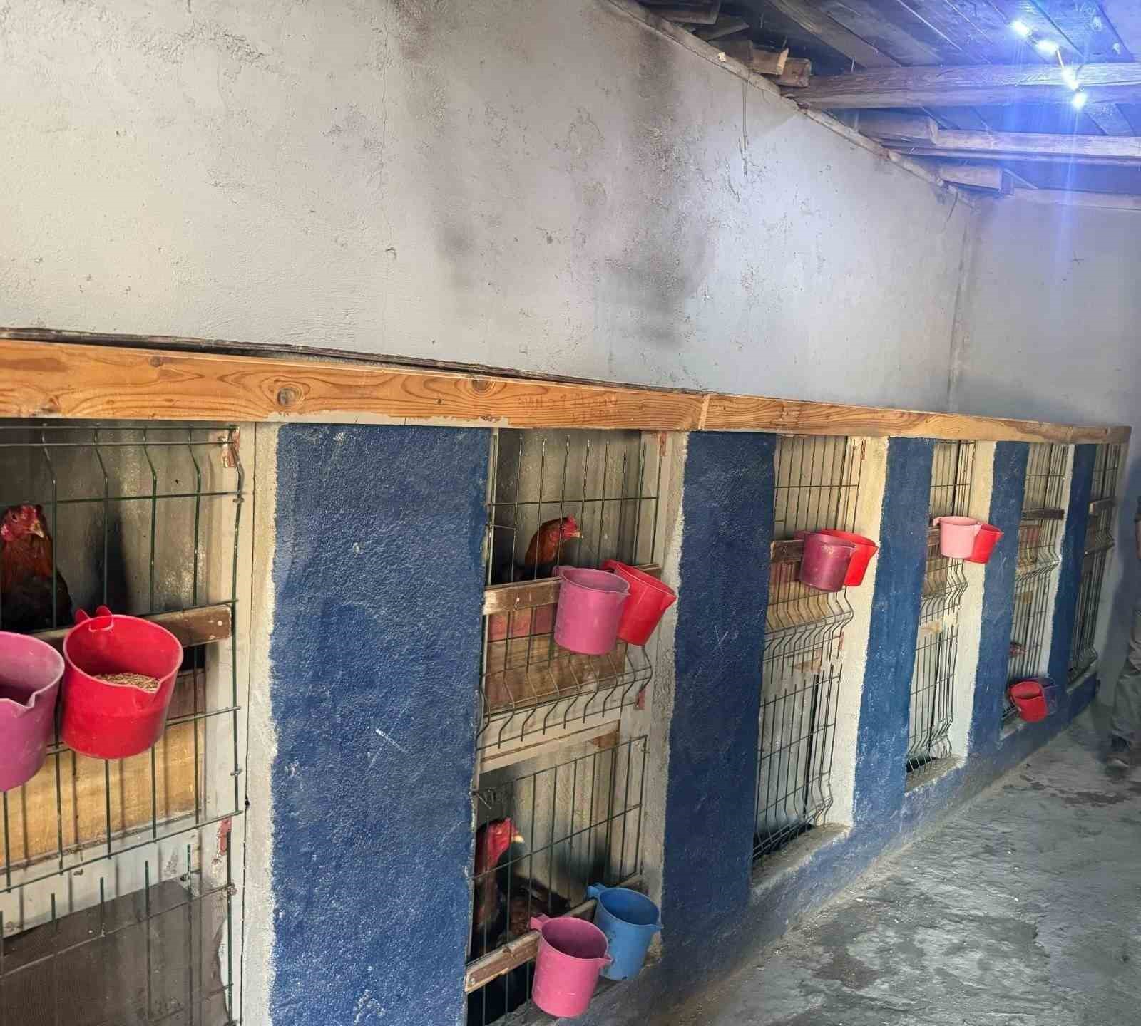 Uzundere&rsquo;nde horoz d&ouml;v&uuml;şt&uuml;ren 3 şahıs yakalandı
