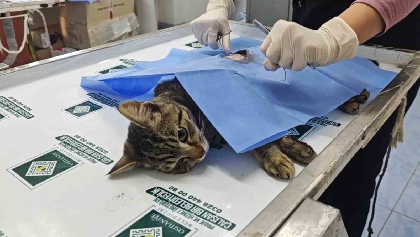 Osmaniye Belediyesi, sahipsiz sokak kedilerini &uuml;cretsiz kısırlaştırıyor
