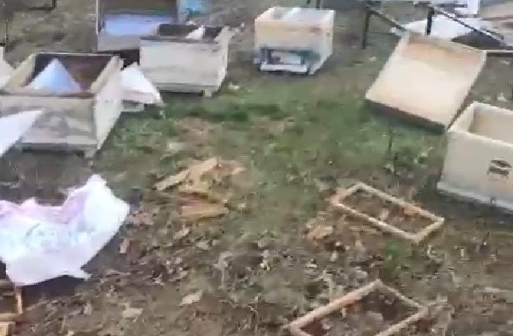 Balıkesir’de ayıların arı kovanlarına saldırısı: Vatandaşlara uyarı