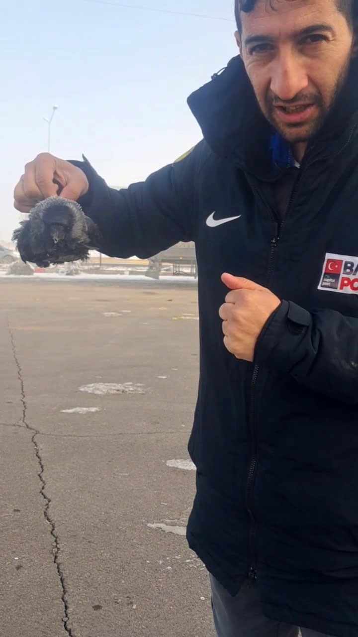 Karga soğuktan dondu