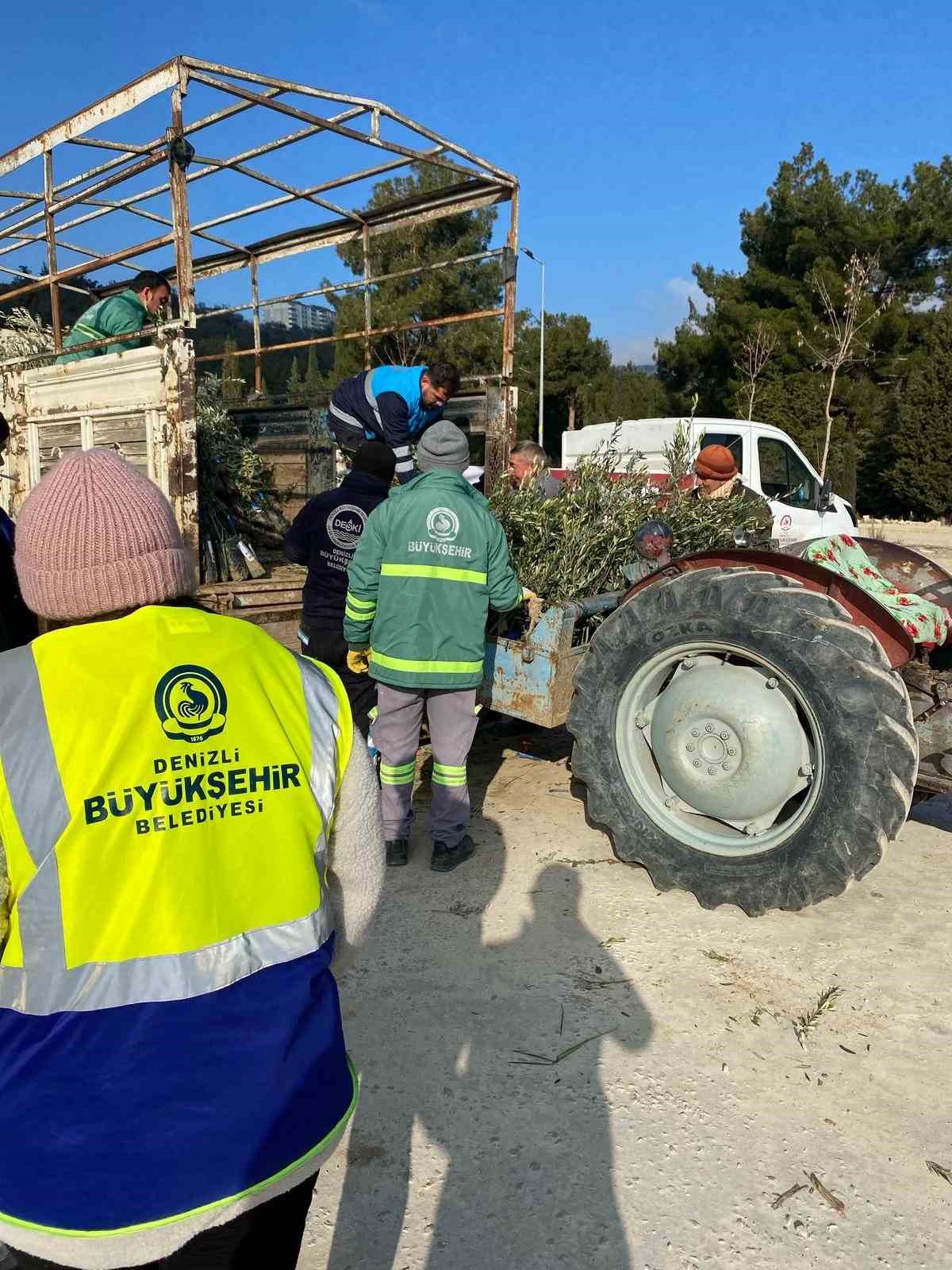 Denizli Büyükşehirden Buldanlı üreticilere zeytin fidanı desteği