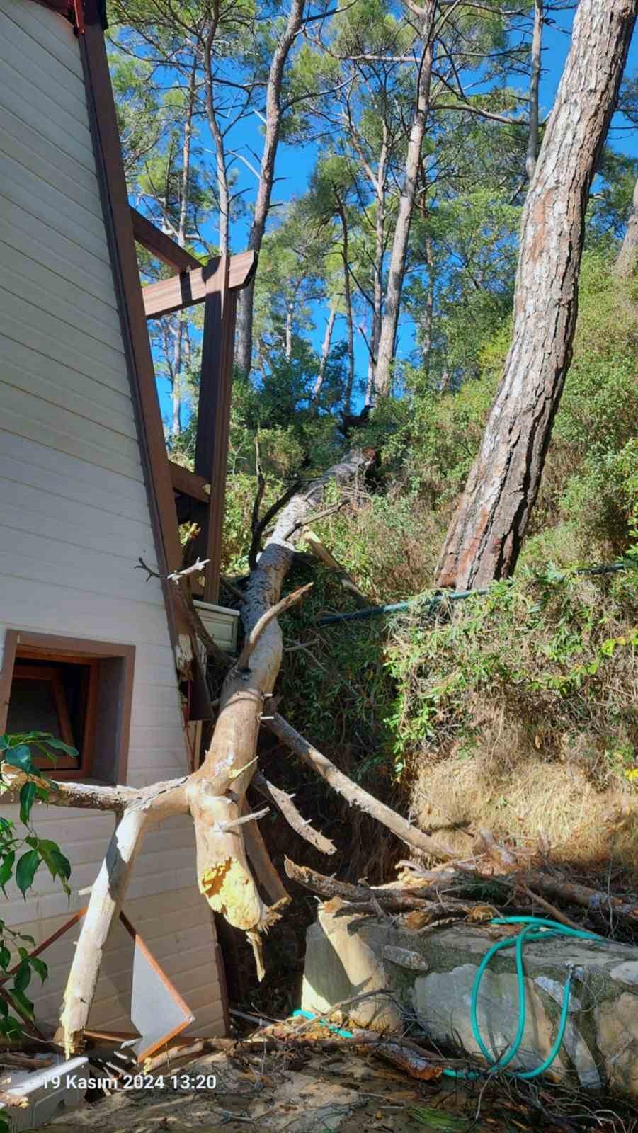 Orman kampındaki yaşlı, tehlike ve risk oluşturan ağaçlar kesiliyor