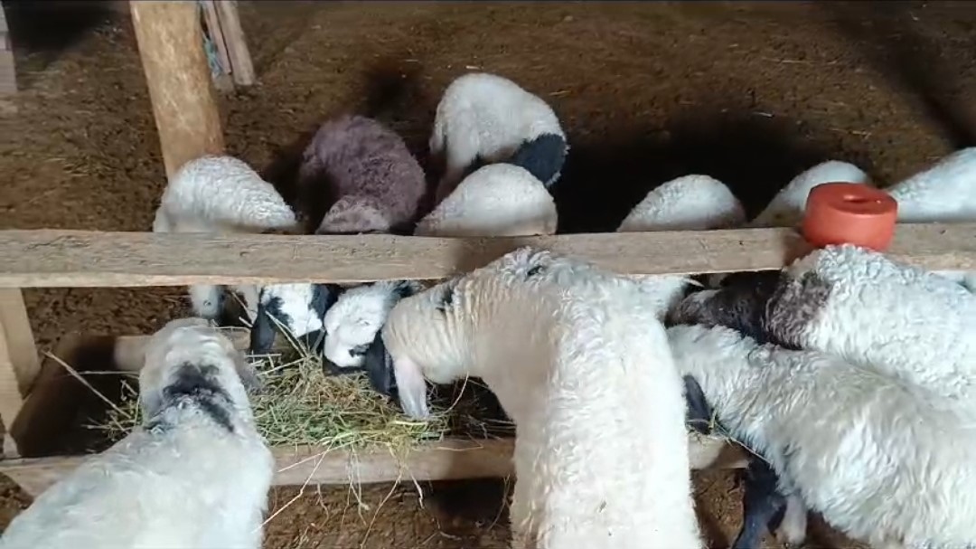 Van&rsquo;da kar yağışı y&uuml;ksek kesimlerde etkili oldu
