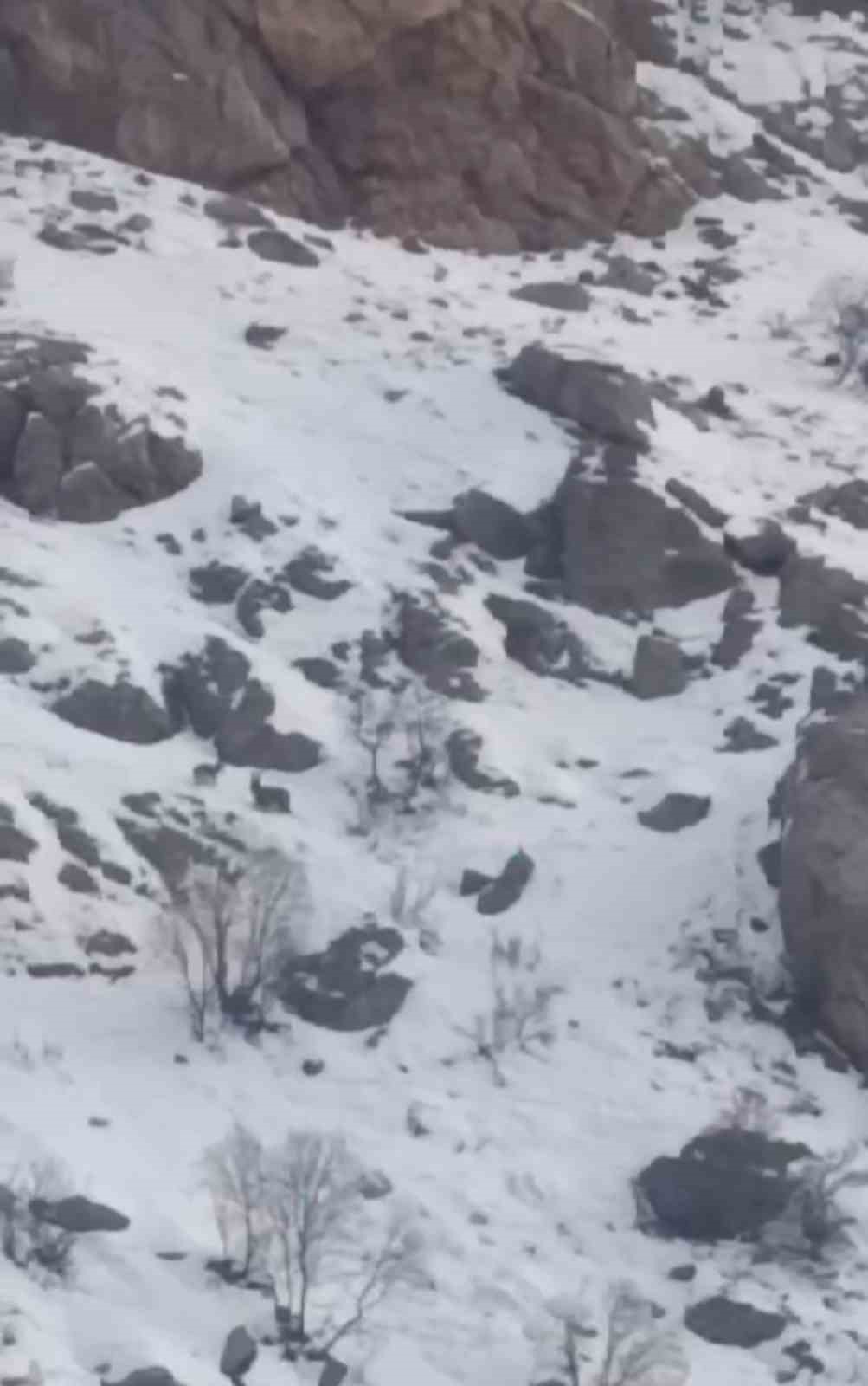 Y&uuml;ksekova&rsquo;da s&uuml;r&uuml; halindeki dağ ke&ccedil;ileri g&ouml;r&uuml;nt&uuml;lendi

