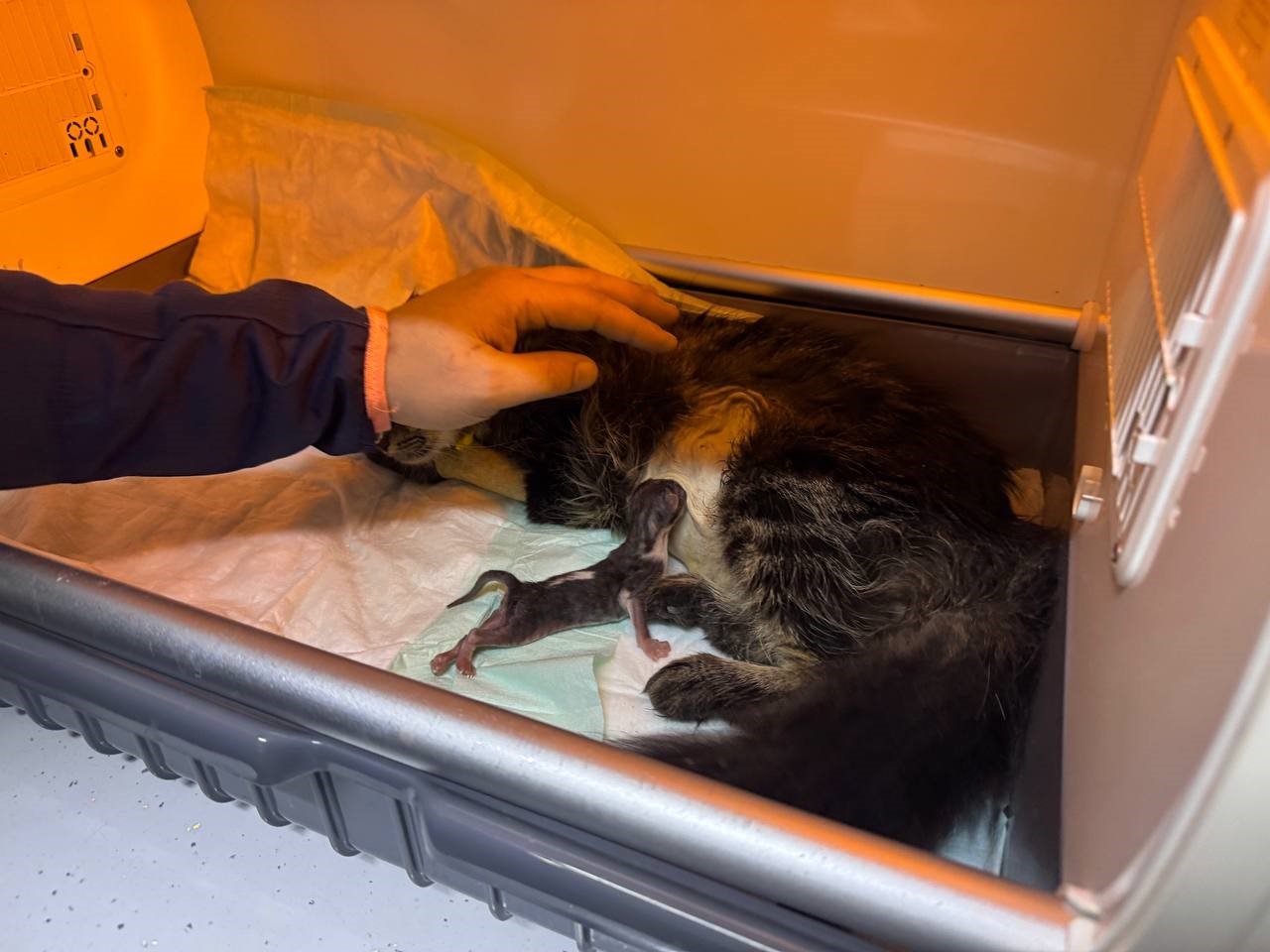 Sokakta bulunan hamile kedi ameliyatla kurtarıldı