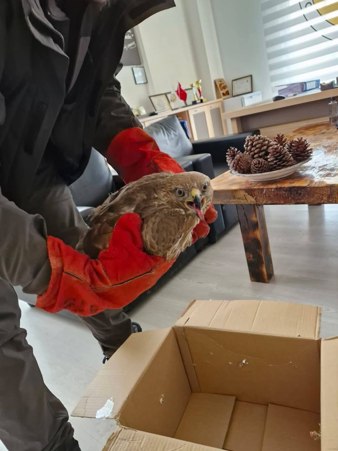 Denizli’de yaralı bulunan doğan tedaviye alındı