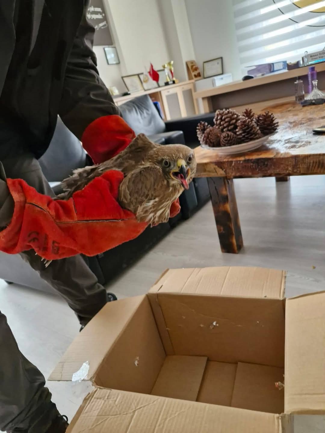 Denizli&rsquo;de yaralı bulunan doğan tedaviye alındı
