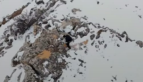 Doğu&rsquo;da yaban hayvanları i&ccedil;in doğaya yem bırakıldı
