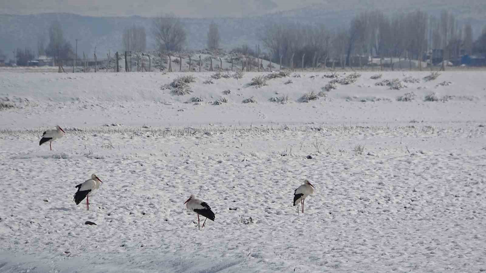 Muş’ta leylekler dondurucu soğuklara rağmen göç etmedi