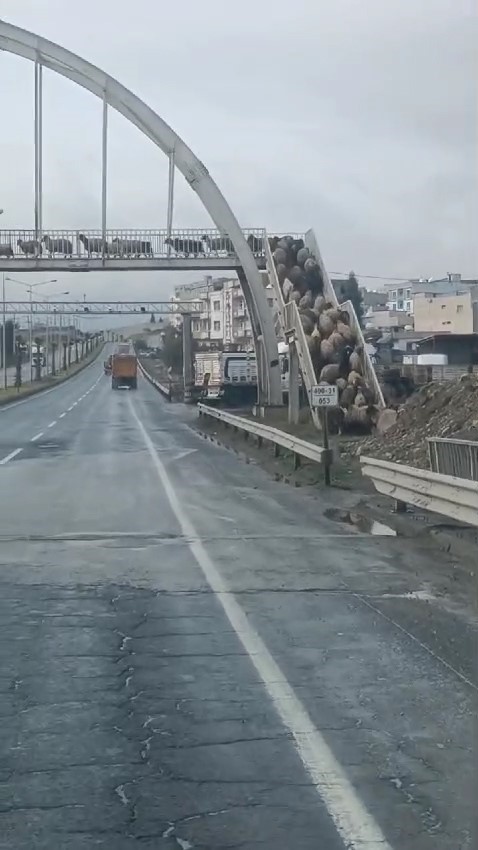 Cizre’de koyunlardan yayalara üst geçit mesajı
