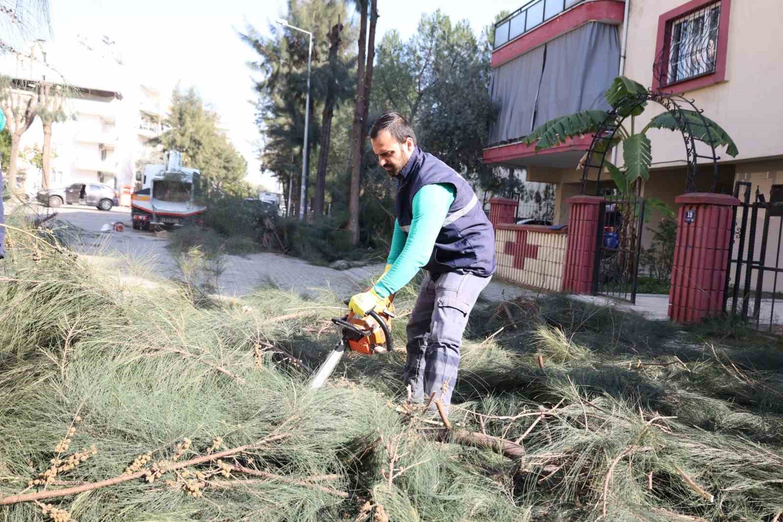 Efeler Belediyesi ağaç budama ve bakım çalışmalarını sürdürüyor
