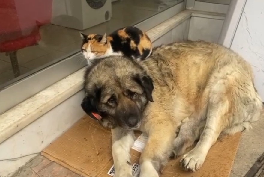 Kedi, soğuktan korunmak i&ccedil;in k&ouml;peğe sığındı: O anlar y&uuml;rekleri ısıttı
