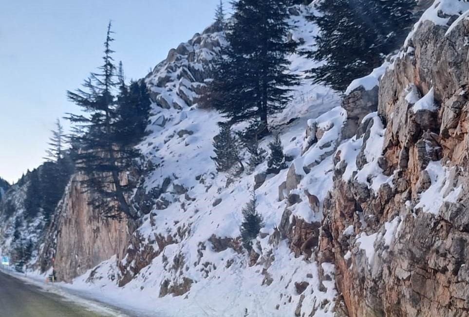 Yaban ke&ccedil;ileri, yiyecek bulmak i&ccedil;in Seydişehir-Antalya kara yoluna indi
