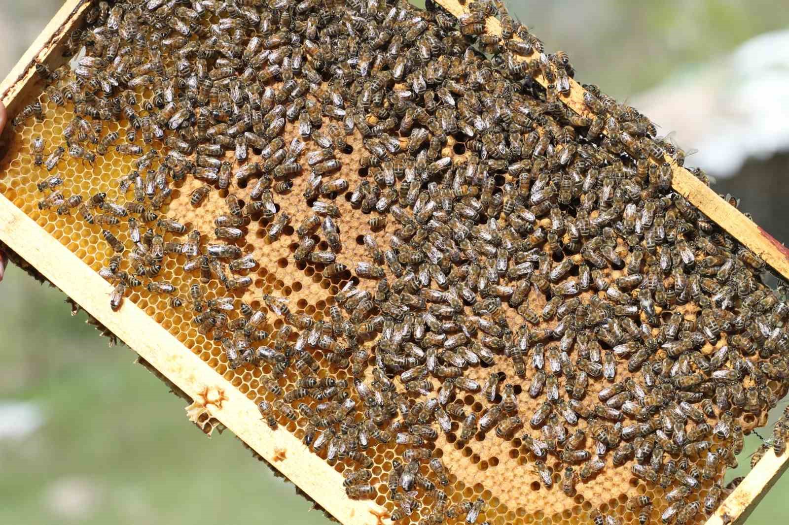 Siirt, Türkiye’de bal üretiminde ilk 5’e yükseldi