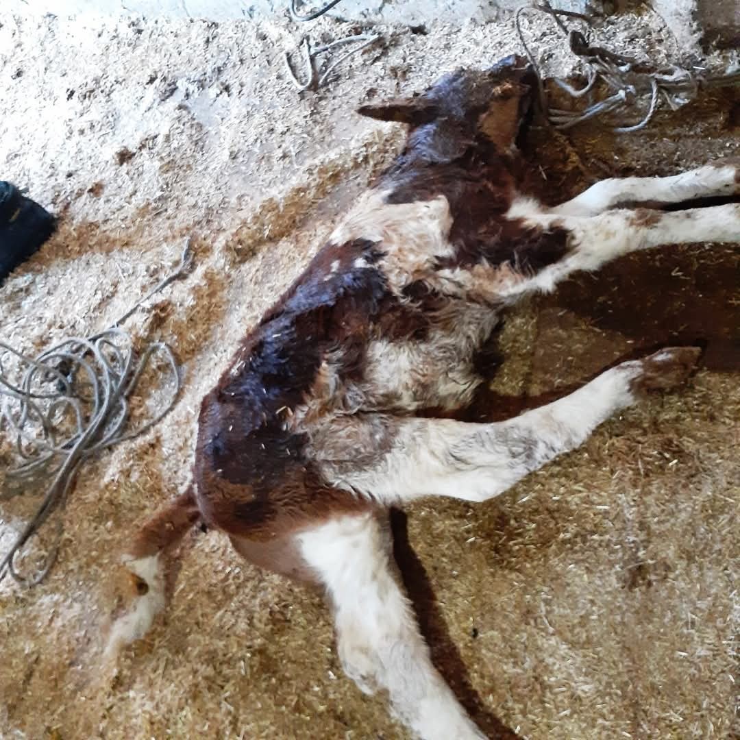 Ordu&rsquo;da ahırda &ccedil;ıkan yangında 5 b&uuml;y&uuml;kbaş hayvan telef oldu
