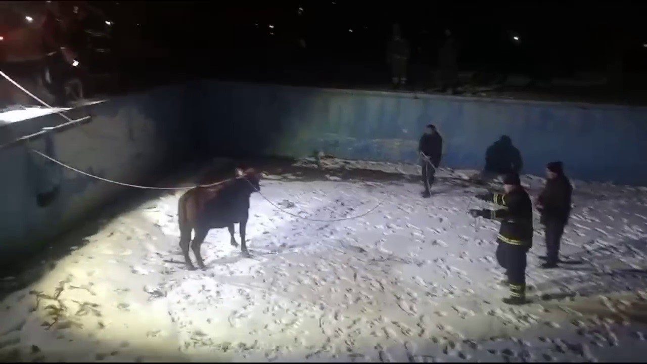 Sahibinin elinden kaçan inek, havuzda mahsur kaldı