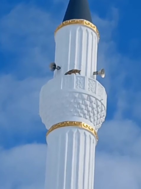 Yozgat’ta minareye çıkan tilki hayrete düşürdü
