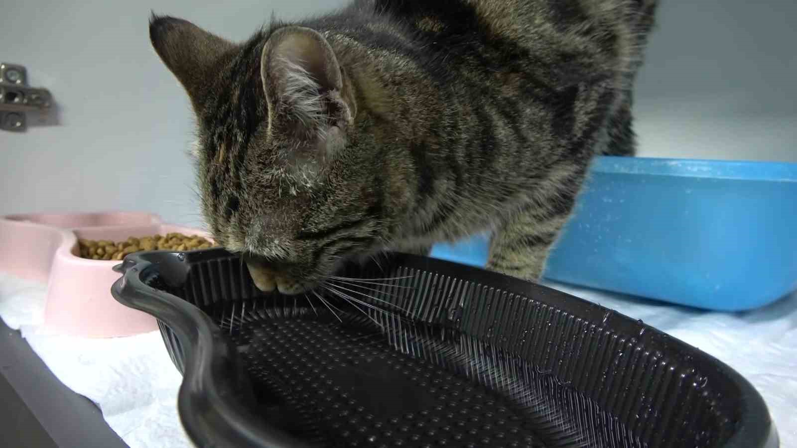 Çeşmeden 10 dakika su içen kediyi gören ’içi yanmış’ sandı: "Kediler akan suya bayılır"