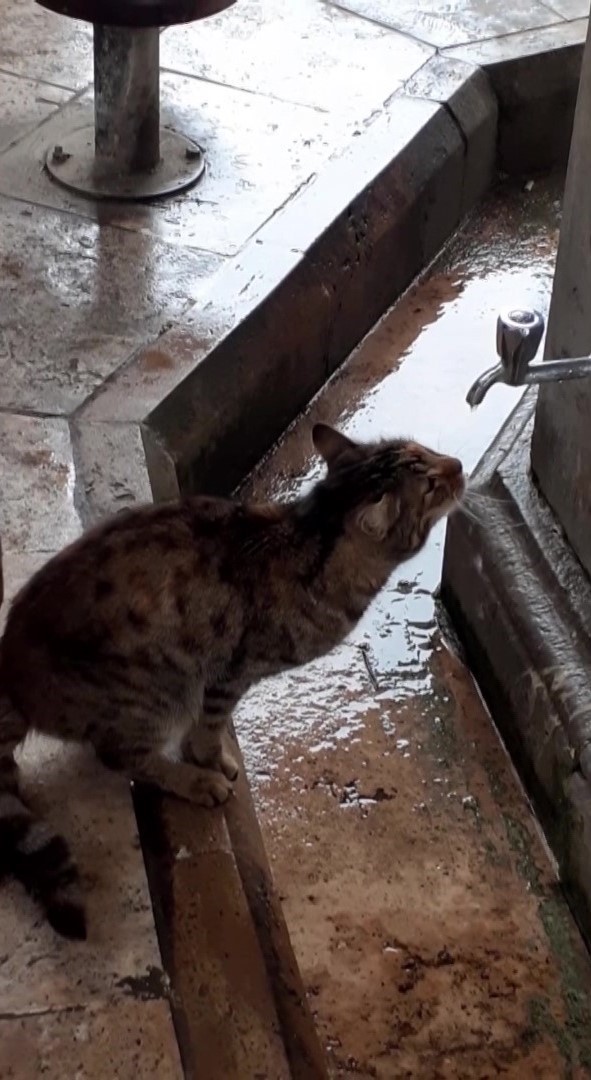 &Ccedil;eşmeden 10 dakika su i&ccedil;en kediyi g&ouml;ren &rsquo;i&ccedil;i yanmış&rsquo; sandı: "Kediler akan suya bayılır"
