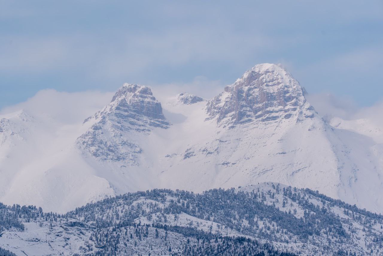 Adana’da dağ keçileri görüldü