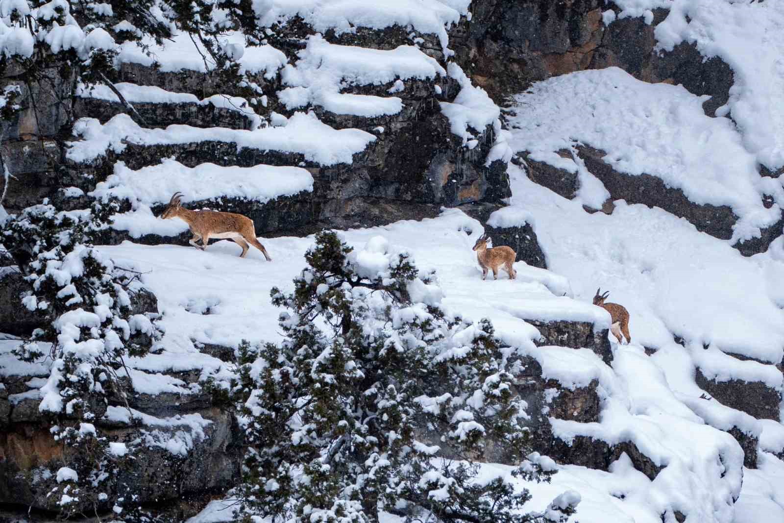 Adana&rsquo;da dağ ke&ccedil;ileri g&ouml;r&uuml;ld&uuml;
