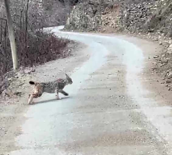 Artvin´de nesli tehlike altında olan vaşak görüntülendi