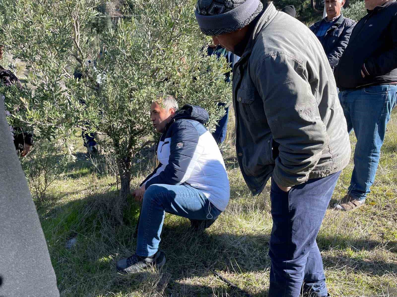 Köyceğiz’de zeytinde uygulamalı budama eğitimi verildi